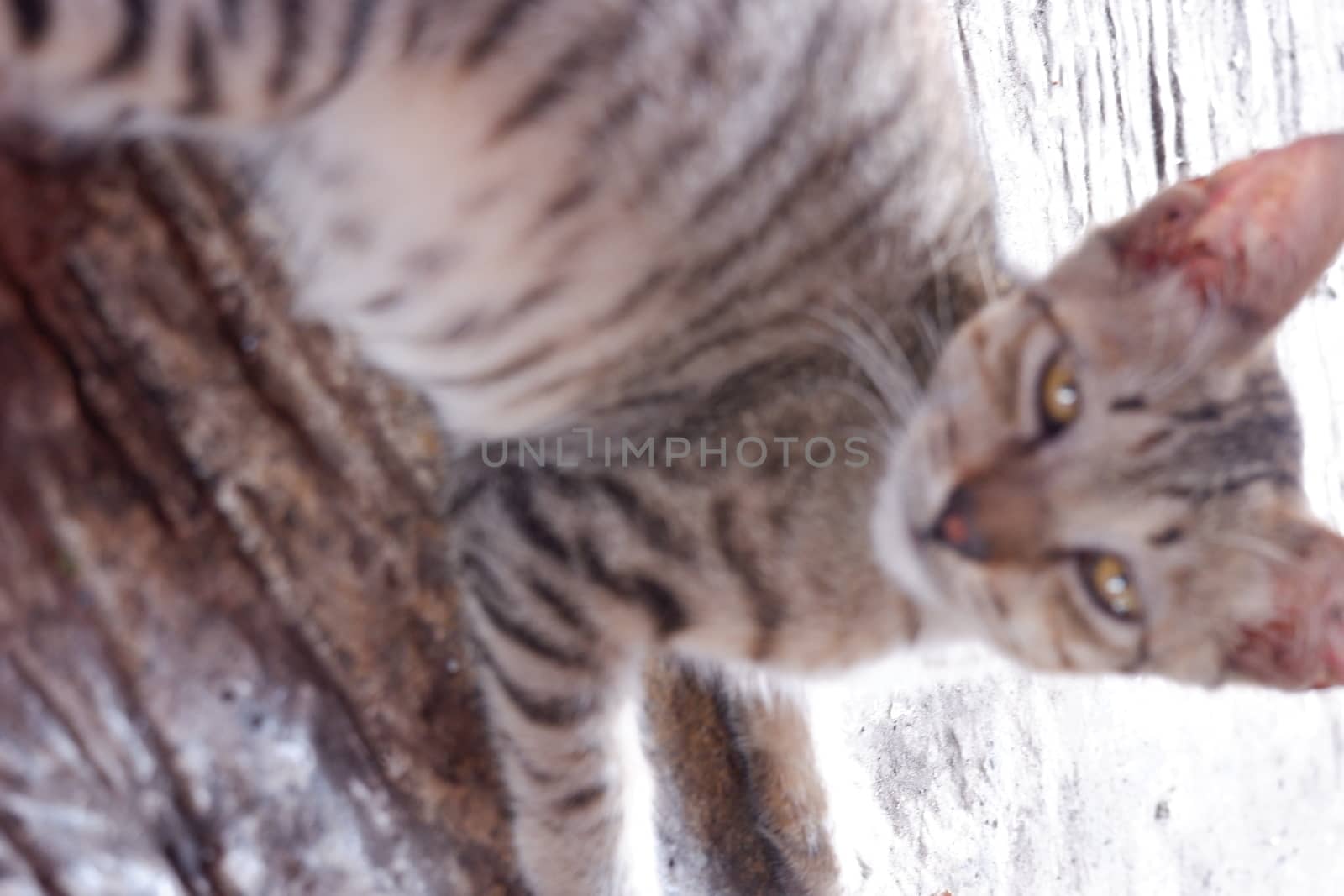 lonely brown cat sitting on the floor