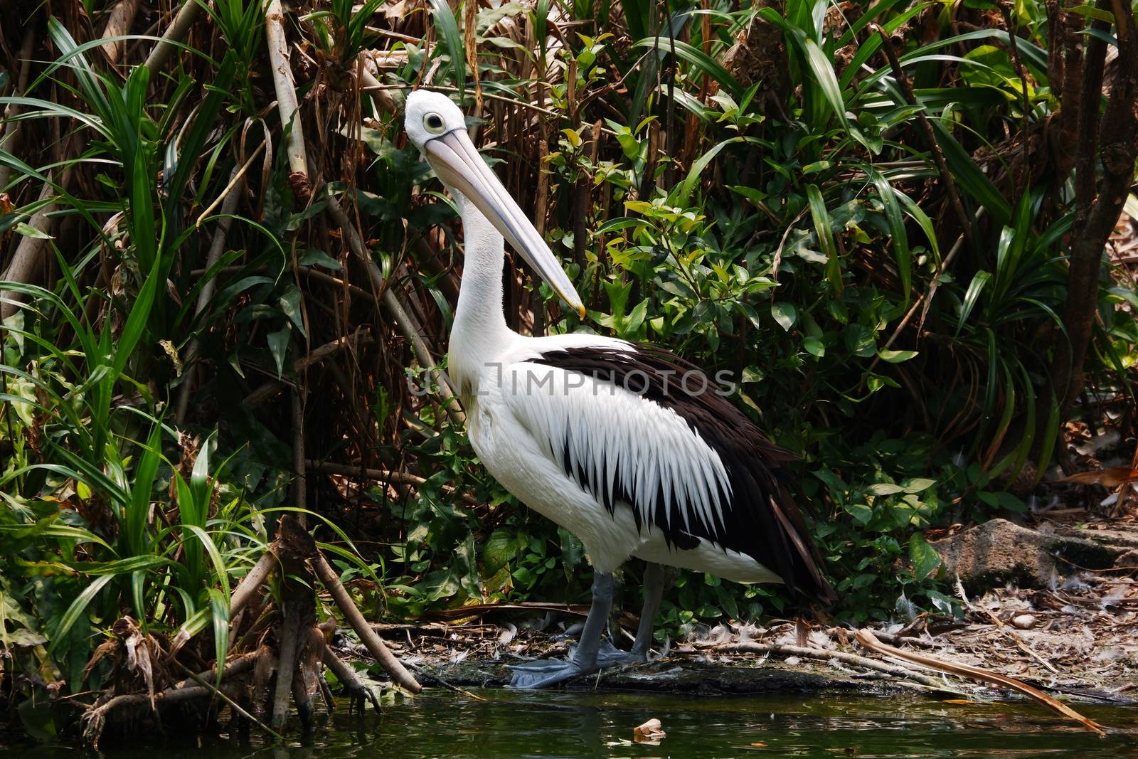 Large white pelicans are animals that live in groups in swamps or shallow lakes, have long beaks and large throat pockets. Breed from southeastern Europe, Asia and Africa