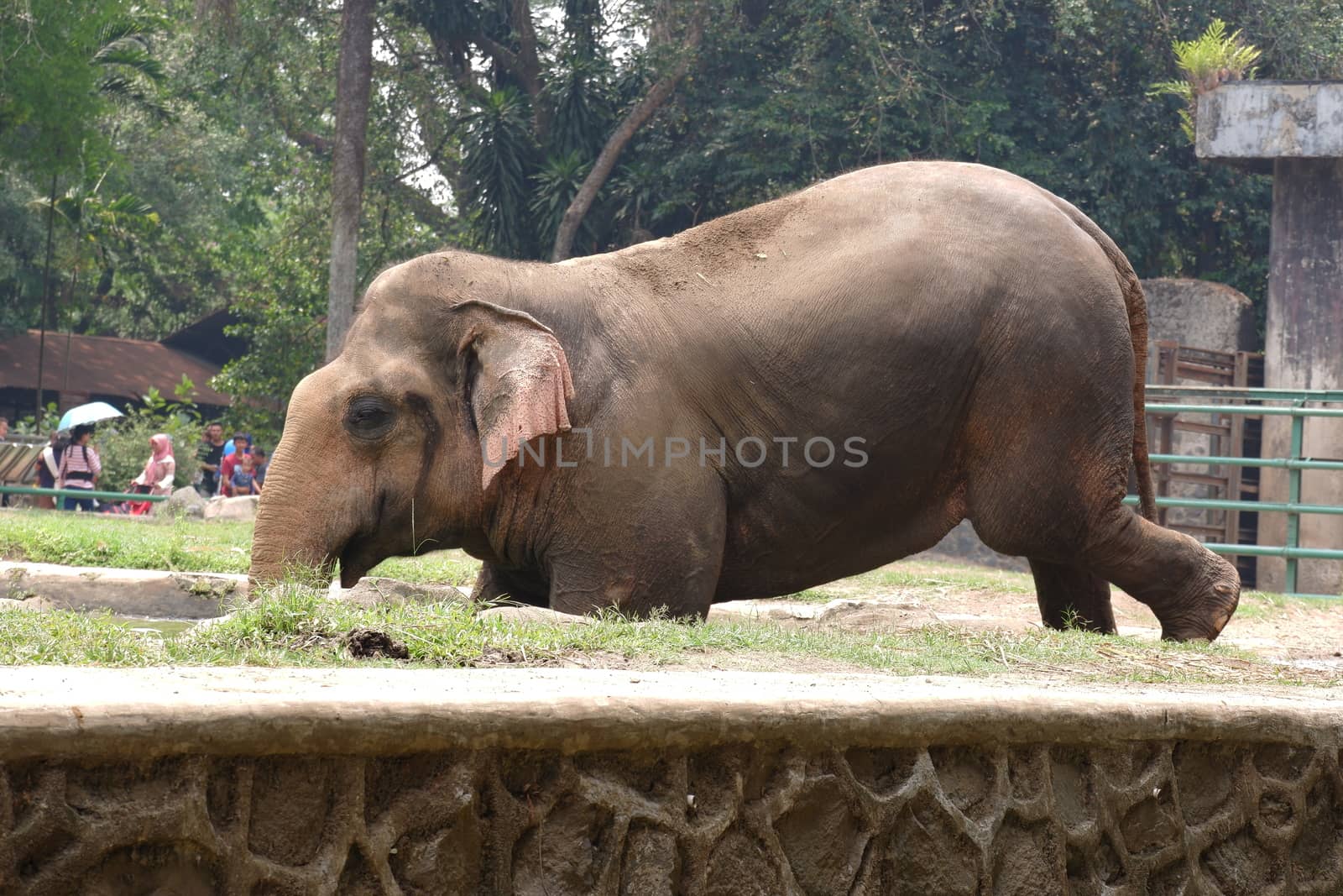 an elephant in the zoo by pengejarsenja