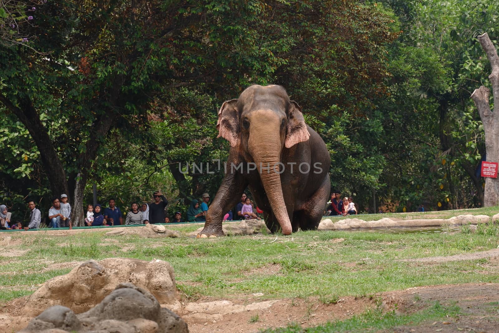 an elephant in the zoo by pengejarsenja