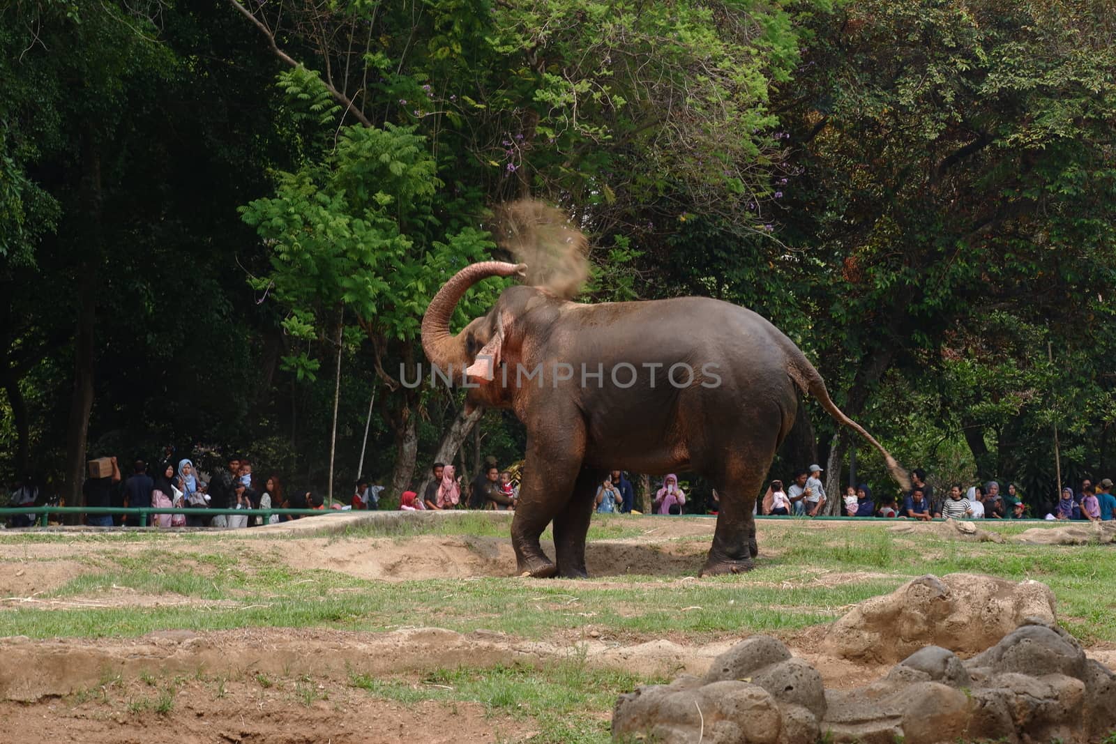 an elephant in the zoo by pengejarsenja