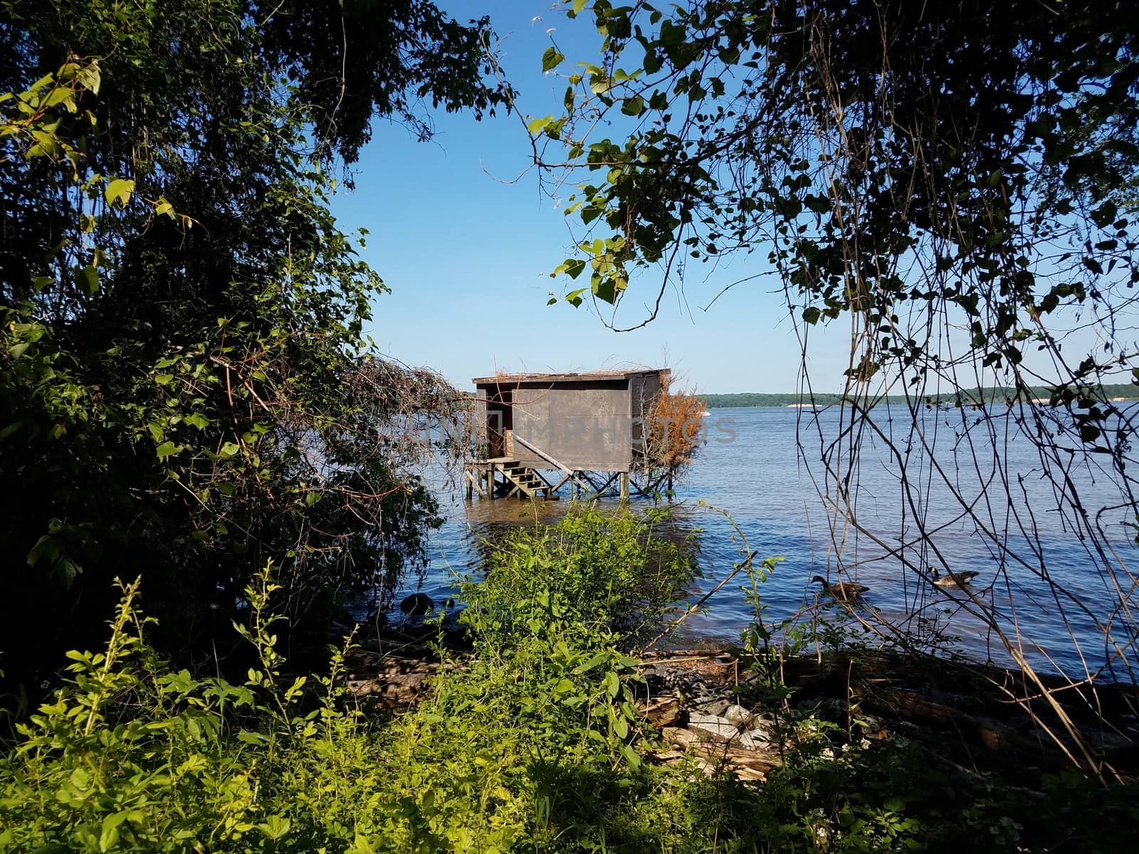 bird watching or fishing structure blind in water with trees