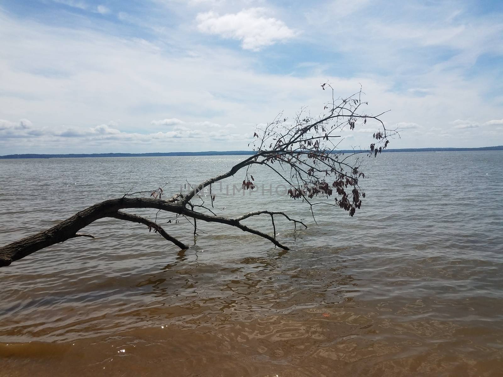 tree branch in water at shore of beach at ocean or river