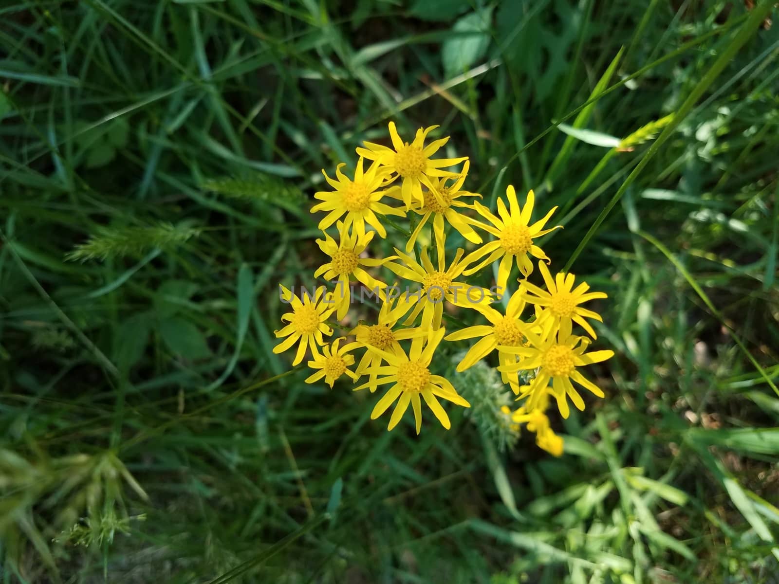 green grasses and plant with yellow flower petals by stockphotofan1