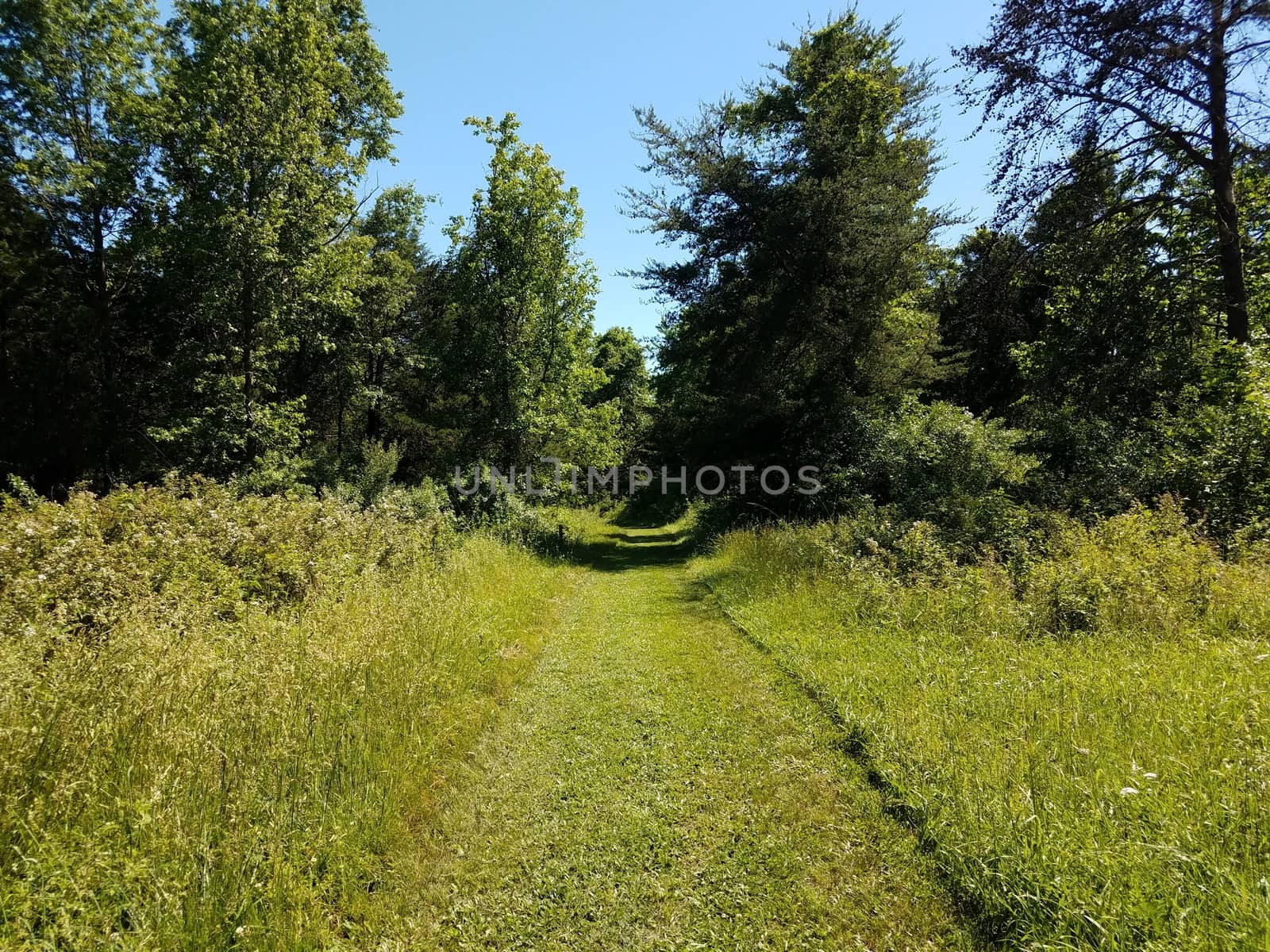 green grass and path or trail and trees outdoor