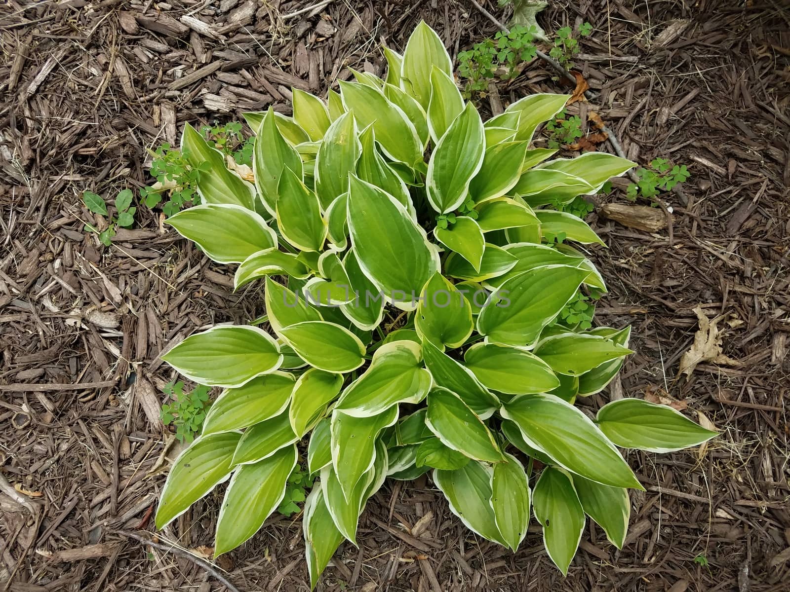 green hosta plant in mulch with clover weeds by stockphotofan1