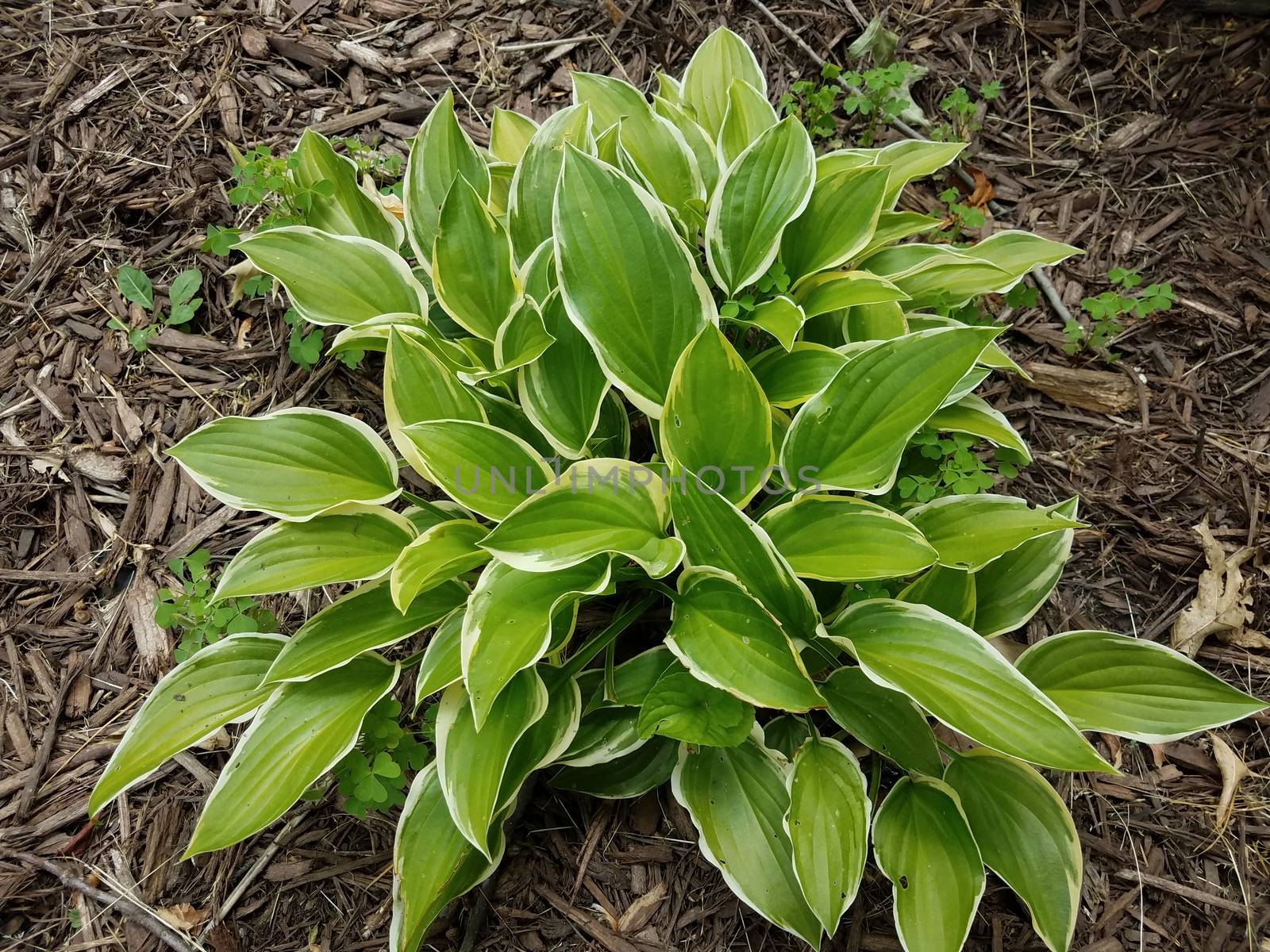 green hosta plant in mulch with clover weeds by stockphotofan1