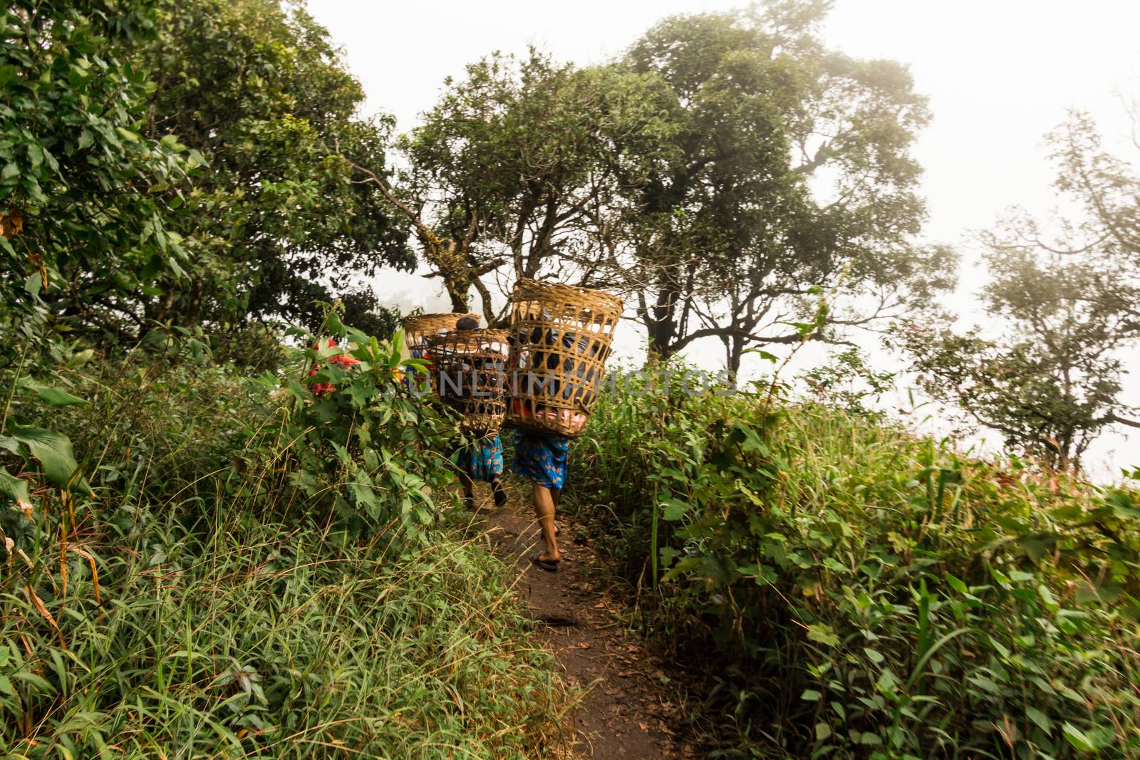 Porters that carry luggage of tourists walking to Doi Mon Chong, by suthipong