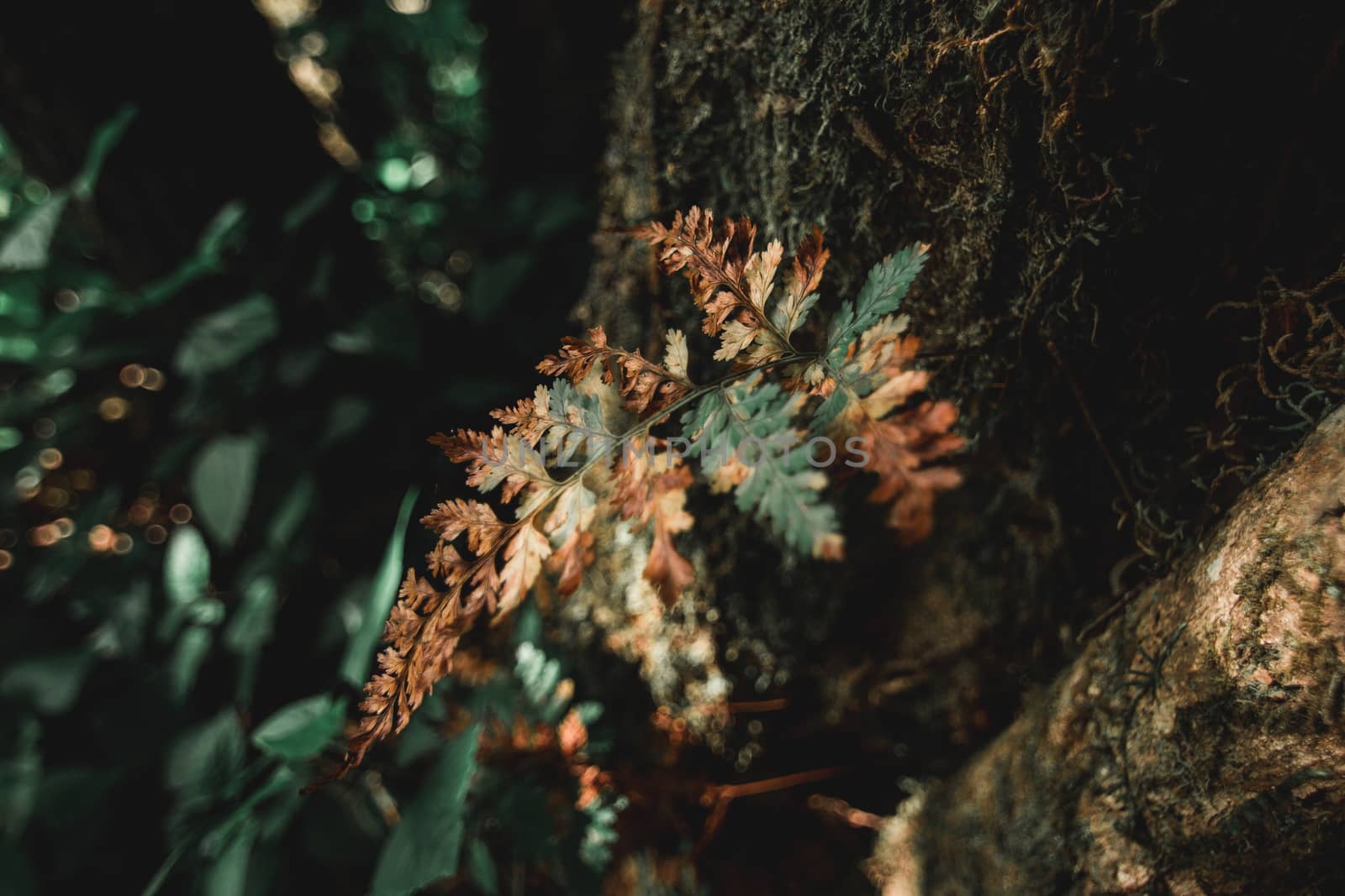 Some types of ferns that are parasitic are found in Doi Mon Chon by suthipong