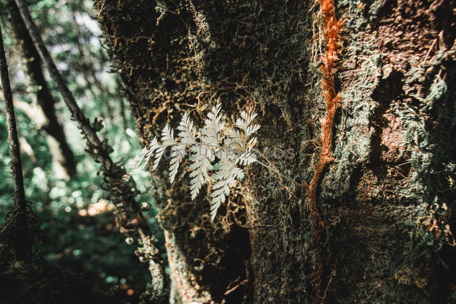 Some types of ferns that are parasitic are found in Doi Mon Chon by suthipong