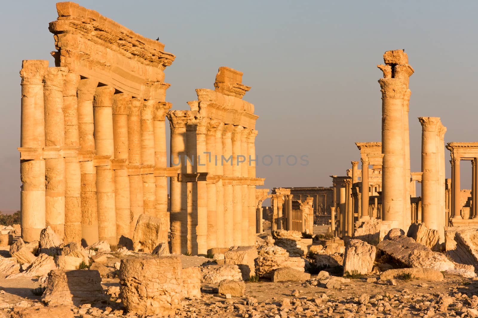 Palmyre Syria 2009 This ancient site has many Roman ruins, these standing columns shot in late afternoon sun with the citadel on the hill in the background . High quality photo