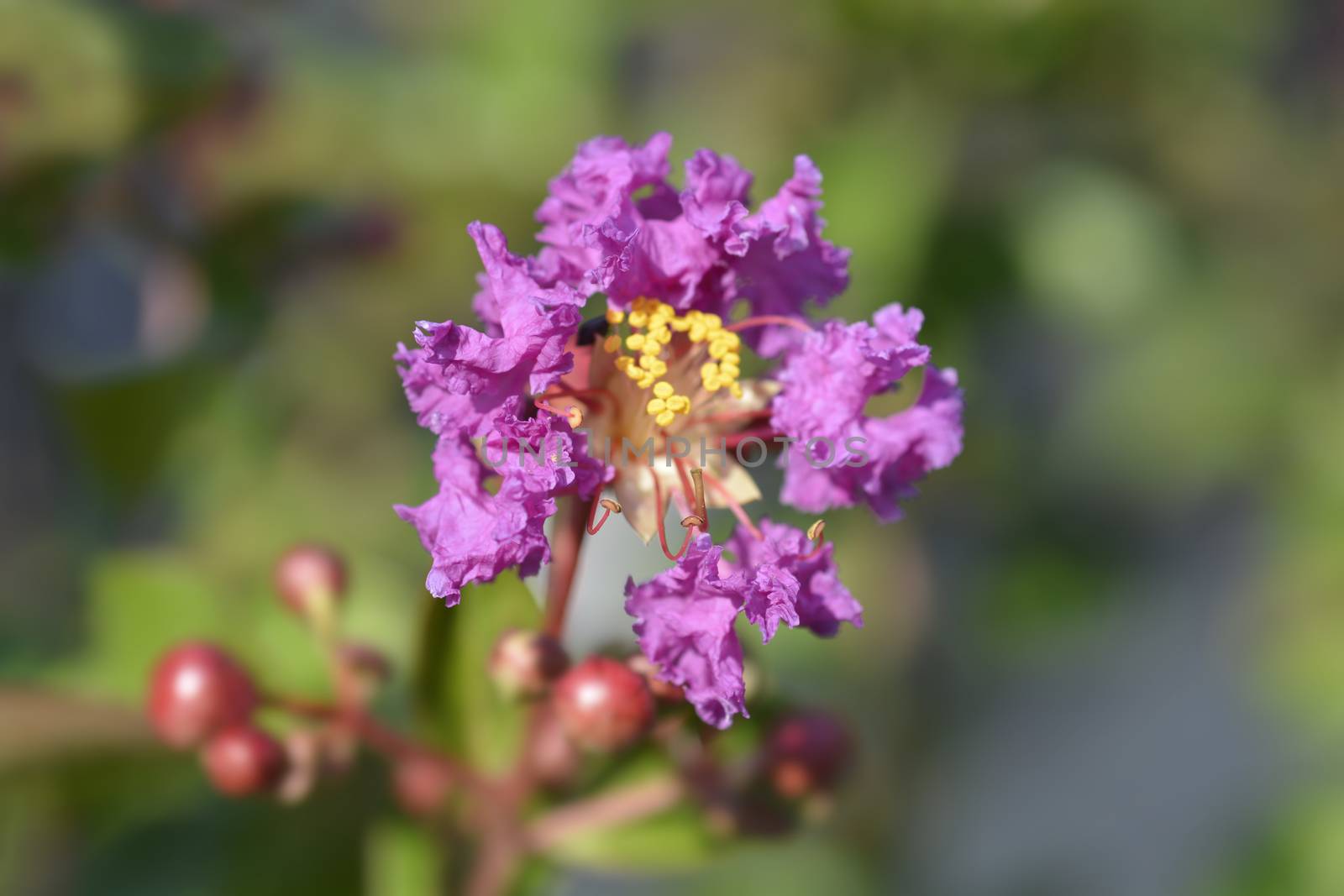 Crepe myrtle by nahhan