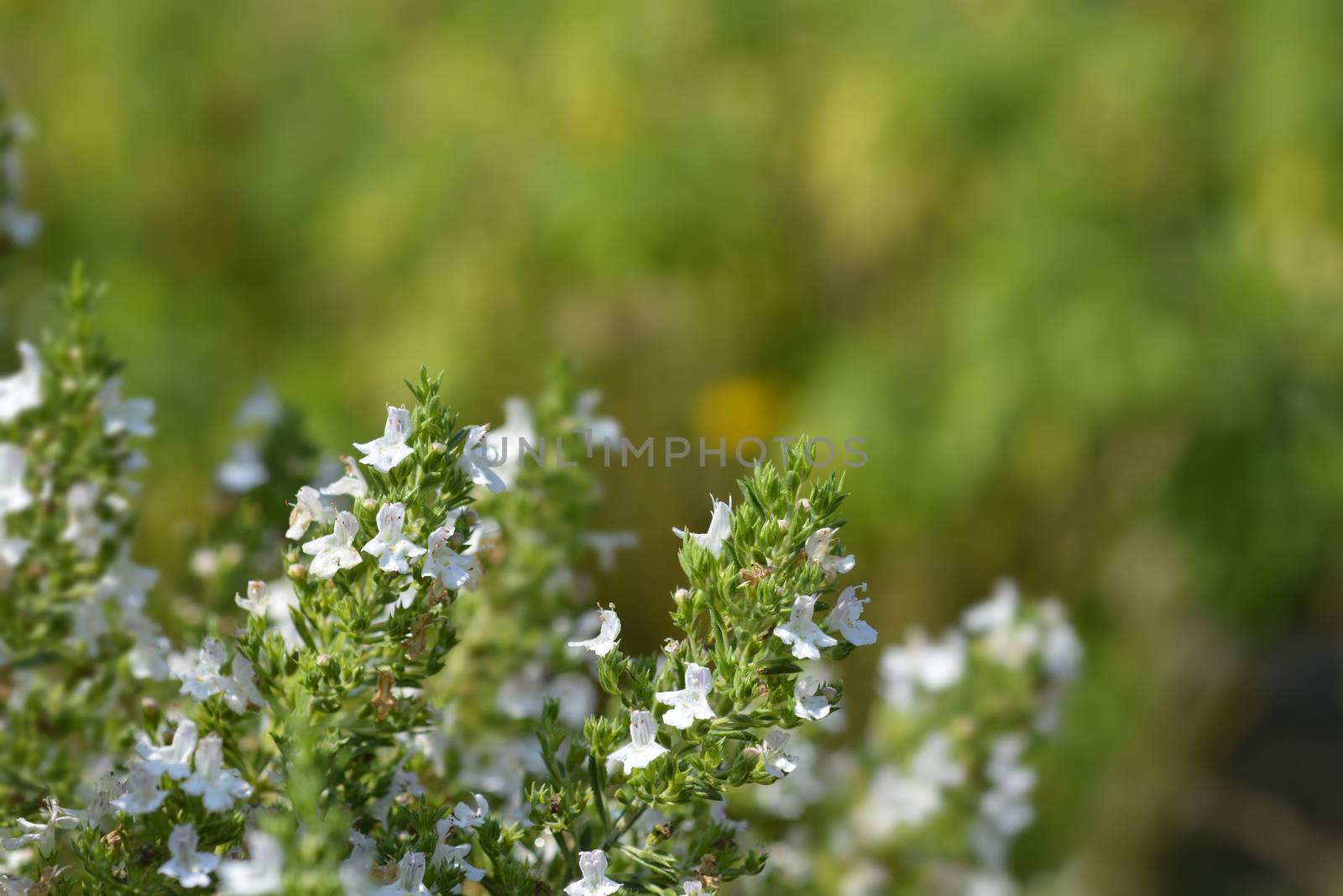 Mountain savory - Latin name - Satureja montana