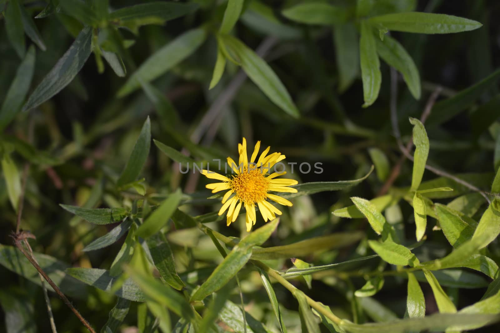 Narrow-leaved fleabane flowers - Latin name - Inula ensifolia