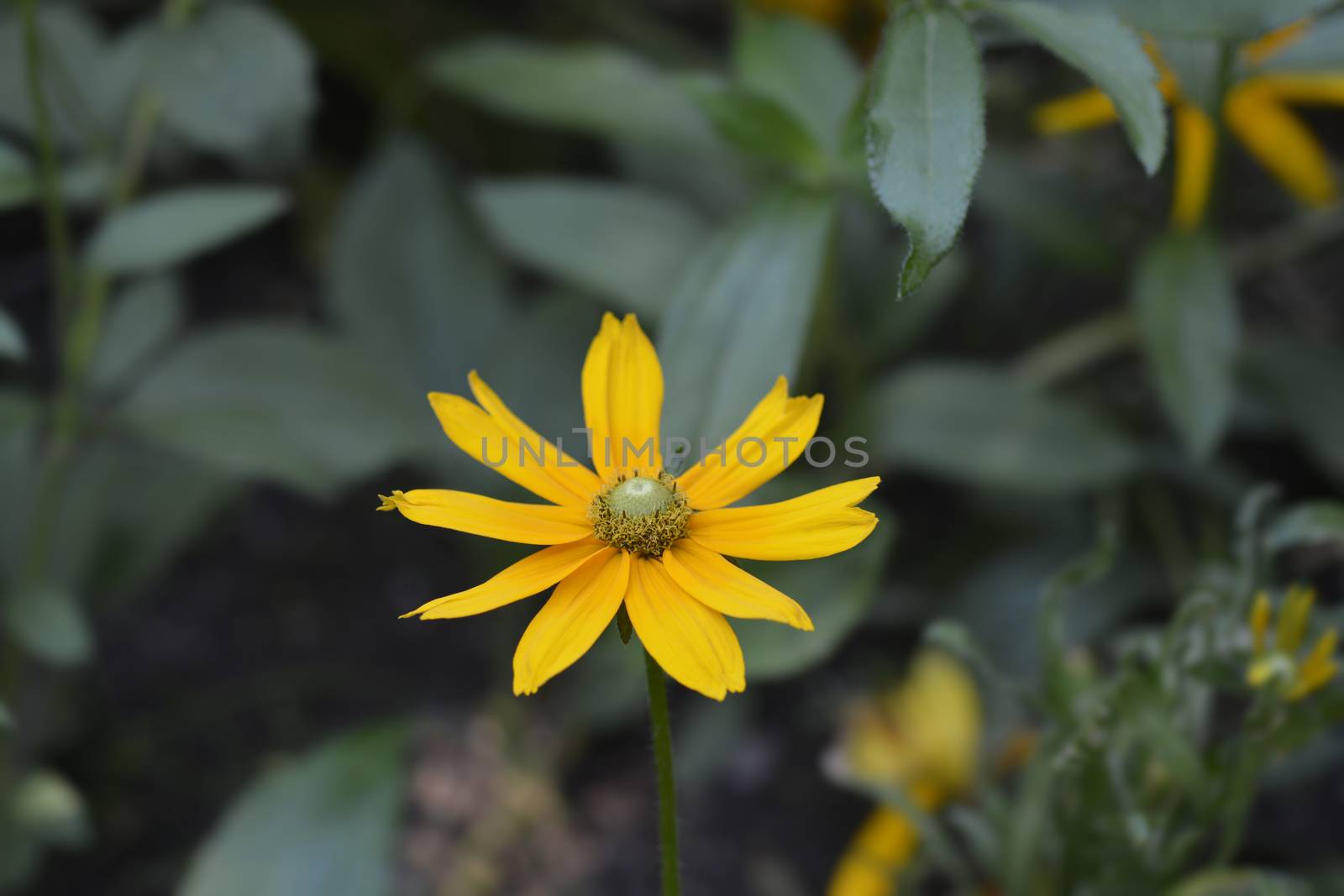 Gloriosa Daisy Irish Eyes - Latin name - Rudbeckia hirta Irish Eyes