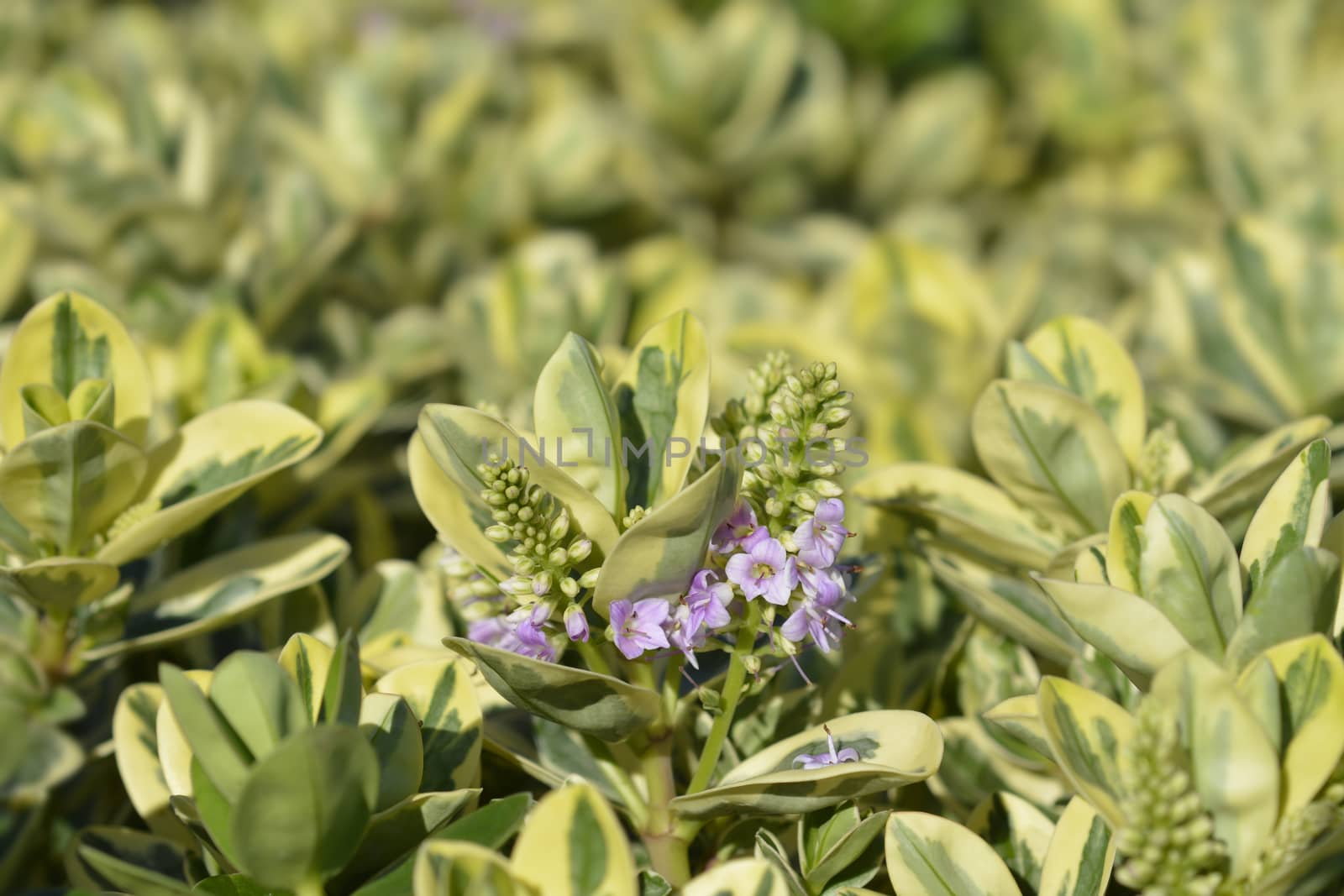 Variegated Andersons hebe - Latin name - Hebe x andersonii Variegata