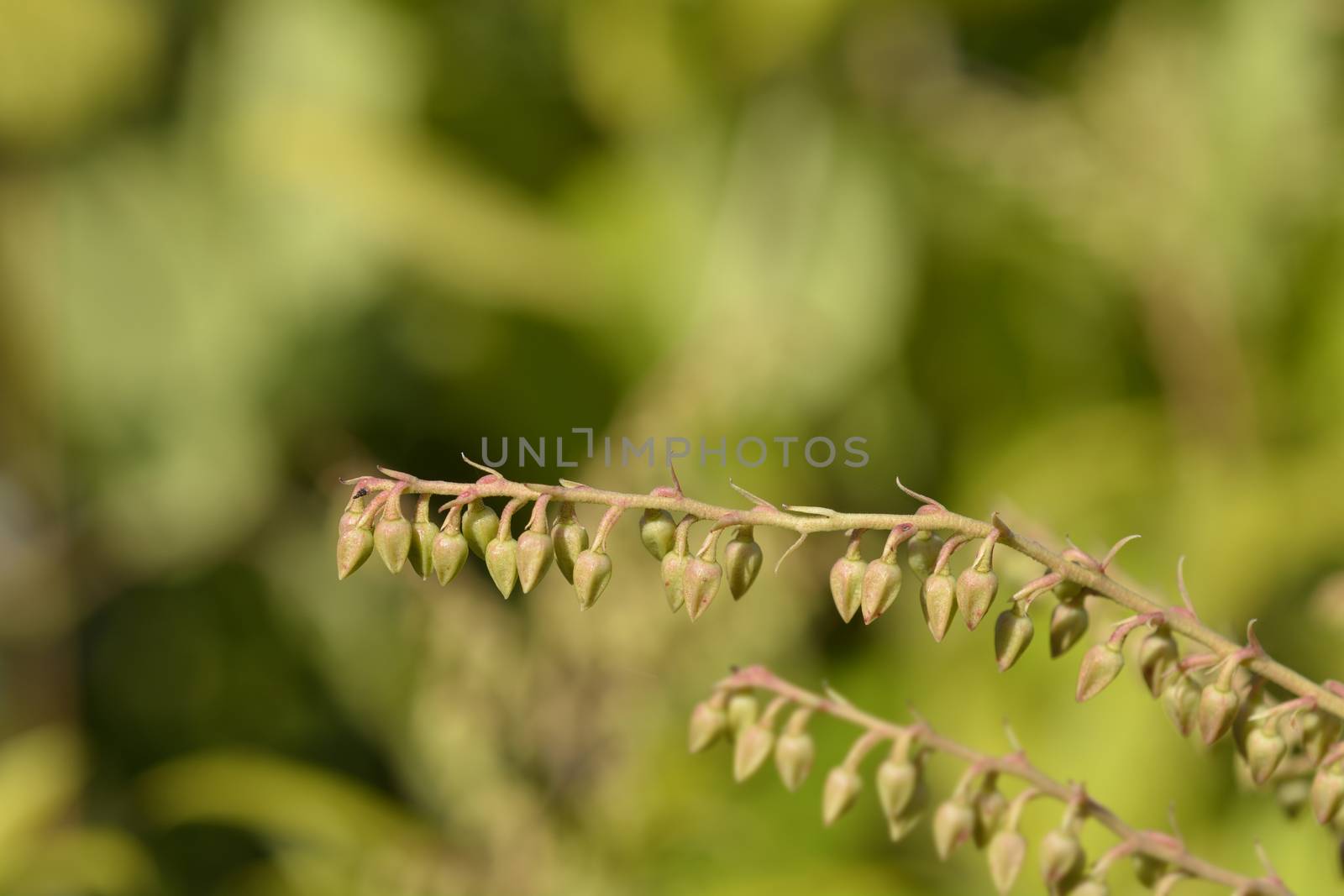 Brouwers Beauty Lily of the Valley Shrub - Latin name - Pieris x Brouwers Beauty