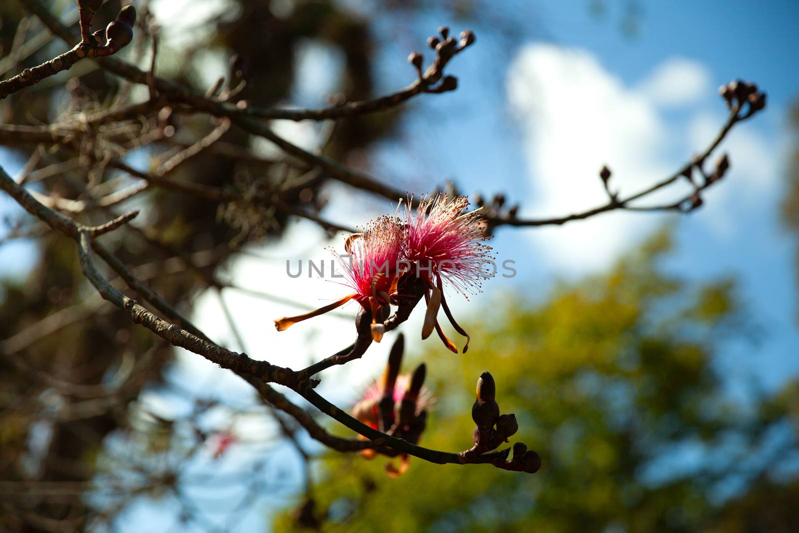 Pink pseudobombax ellipticum or shaving brush tree, Dr Seuss tree, Cienfuegos, Cuba