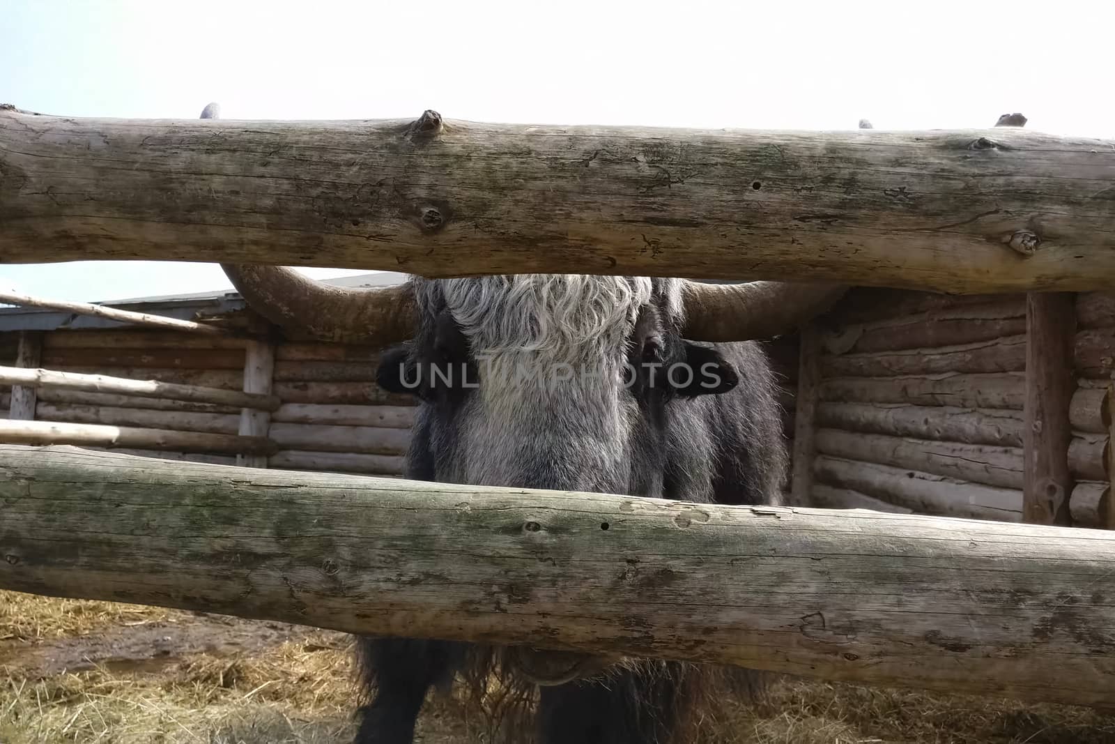 Bison and yaks in the paddock on the farm. Domesticated bison.