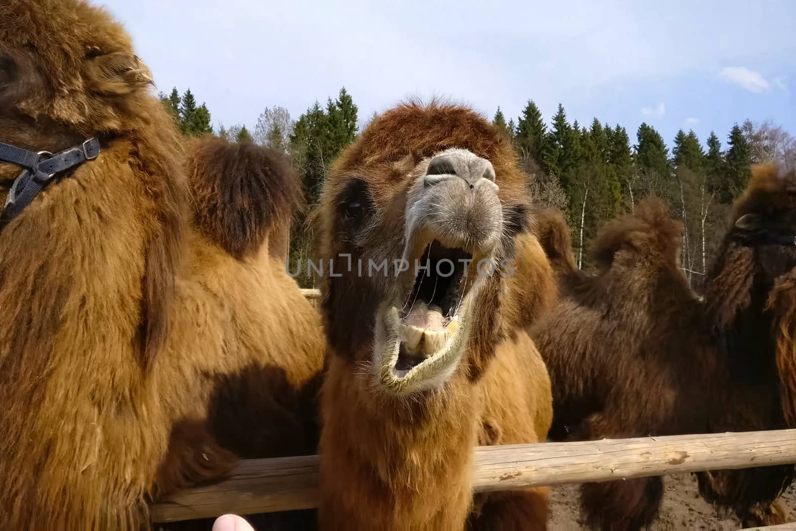 Camels in a paddock in an ethnopark. Hairy two-humped camels.