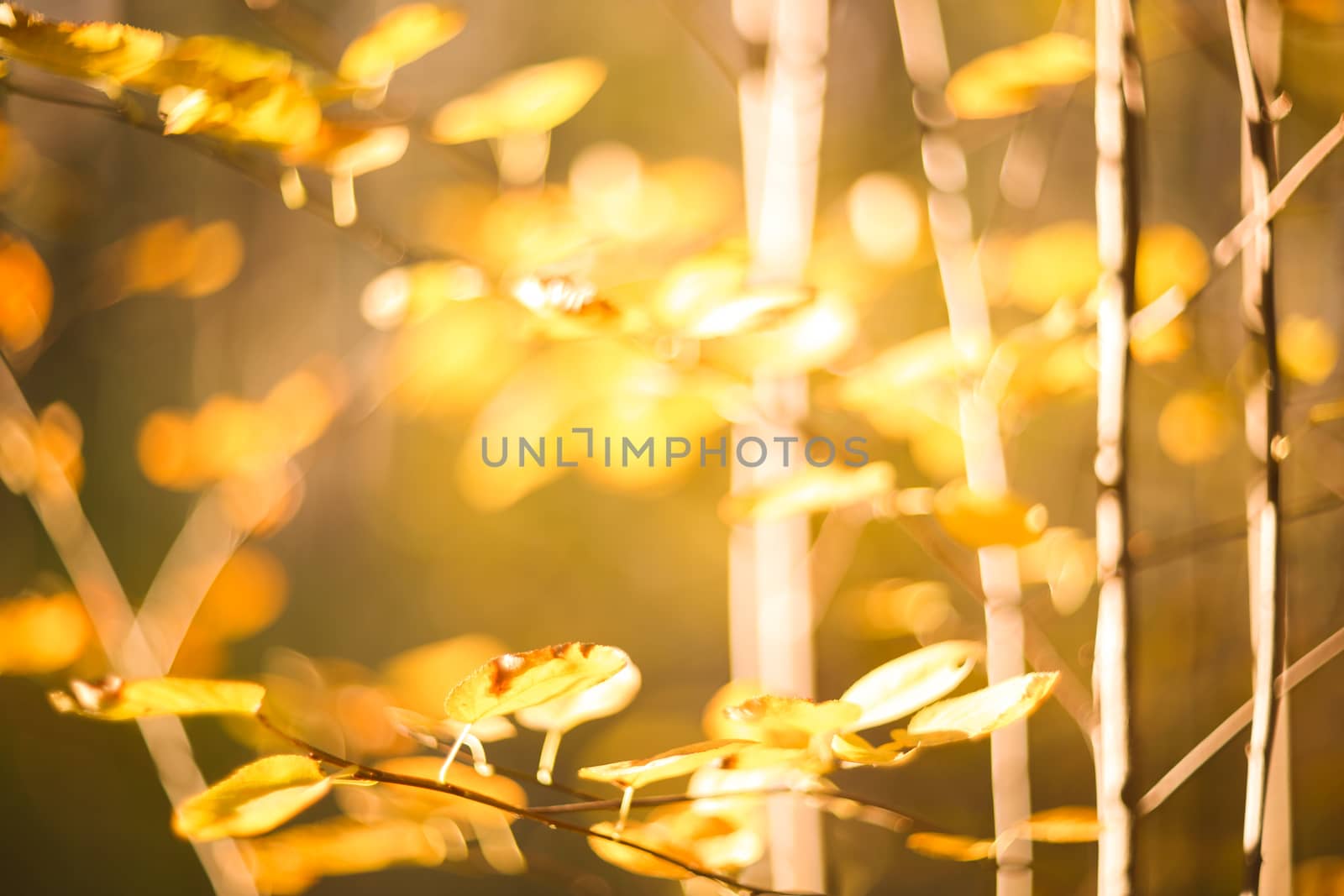 Autumn yellow leaves natural abstract defocused background