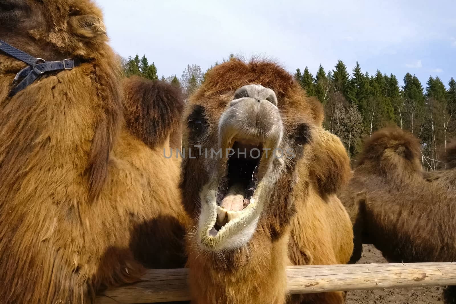 Camels in a paddock in an ethnopark. Hairy two-humped camels.