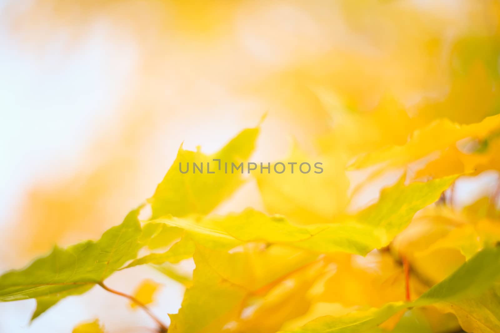 Beautiful defocused background of yellow autumn maple tree leaves