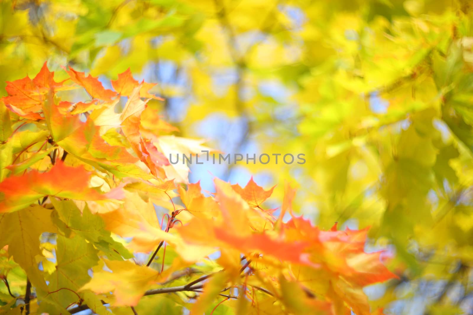 Beautiful defocused background of yellow autumn maple tree leaves