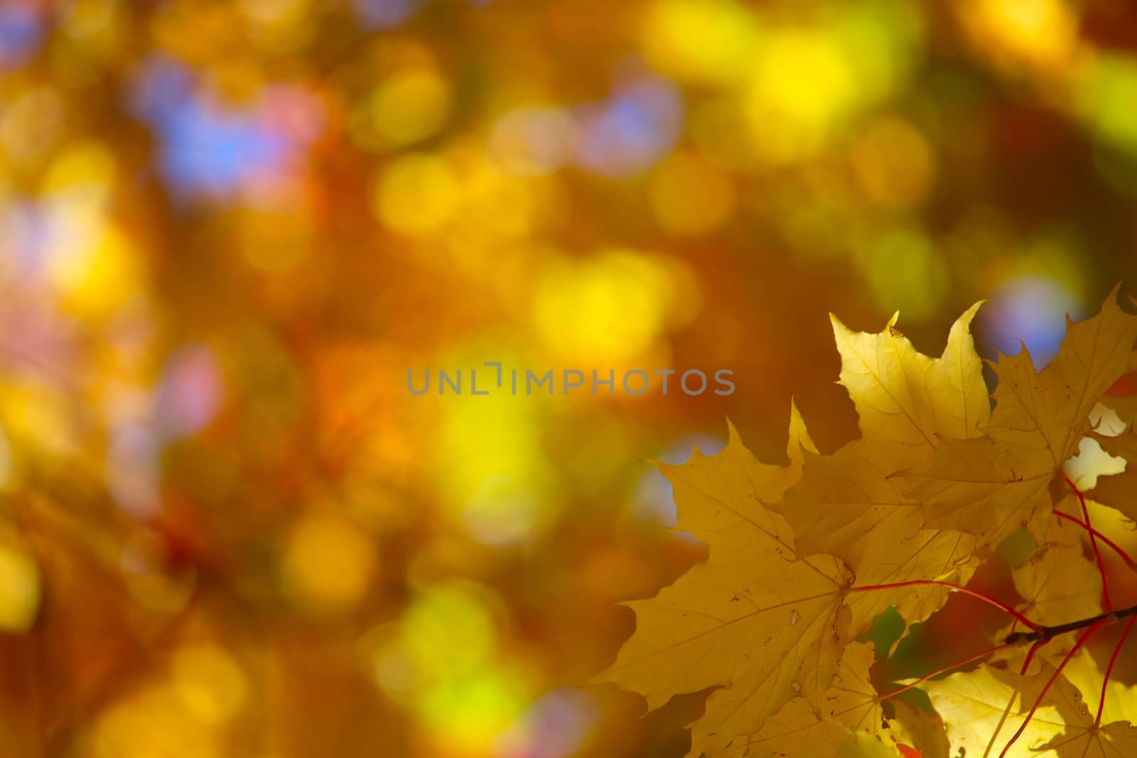 Beautiful nature background of yellow autumn maple leaves close up with copy space