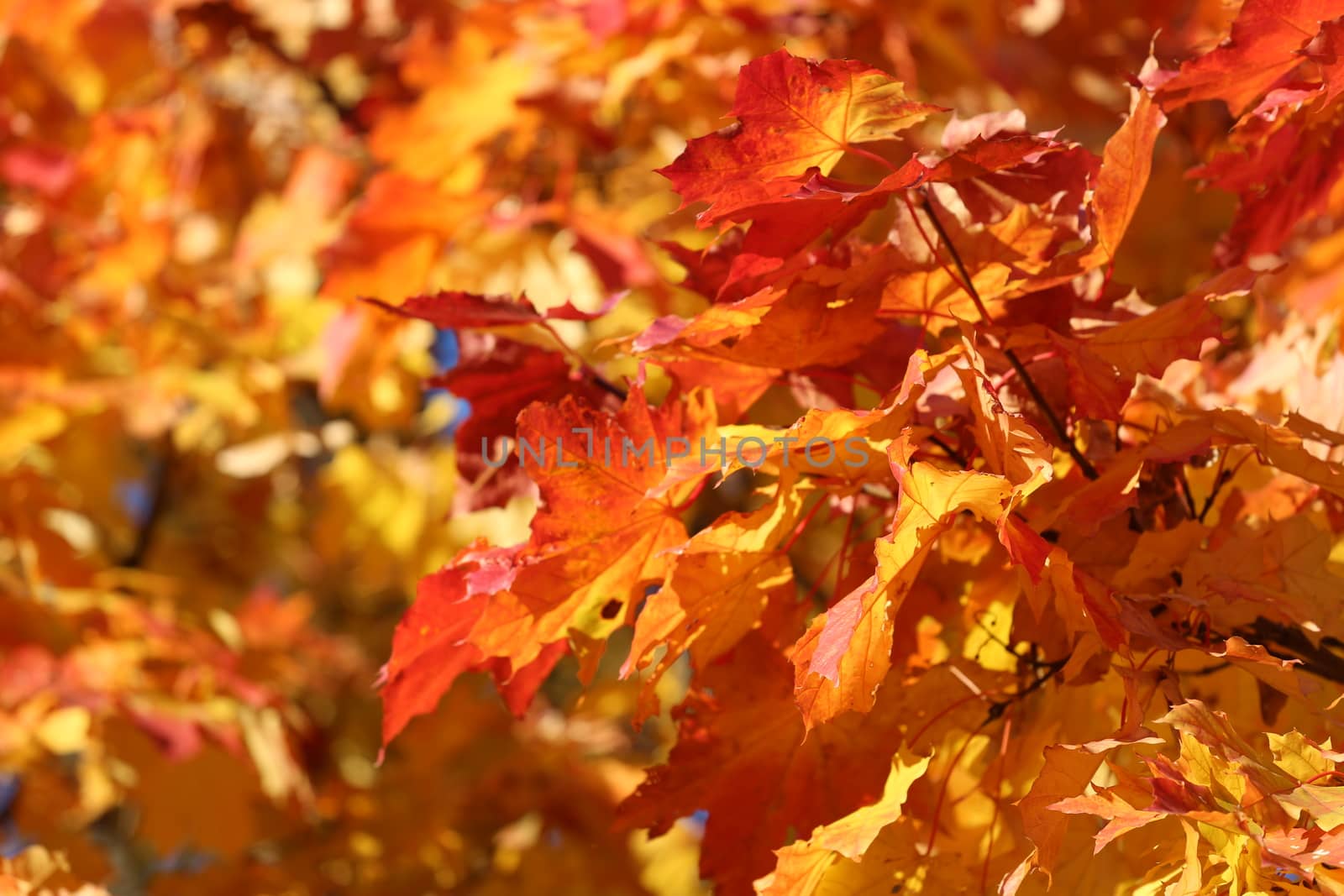 Beautiful nature background of yellow autumn maple leaves close up with copy space