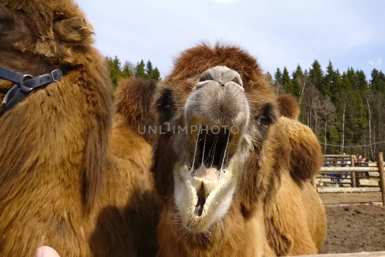 Camels in a paddock in an ethnopark. Hairy two-humped camels.