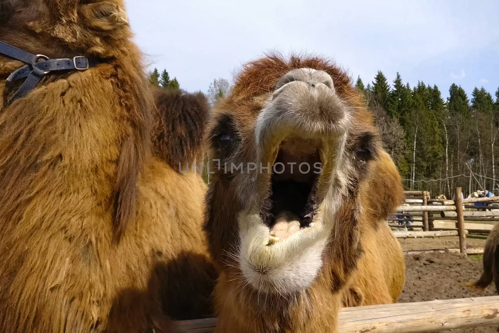 Camels in a paddock in an ethnopark. Hairy two-humped camels.