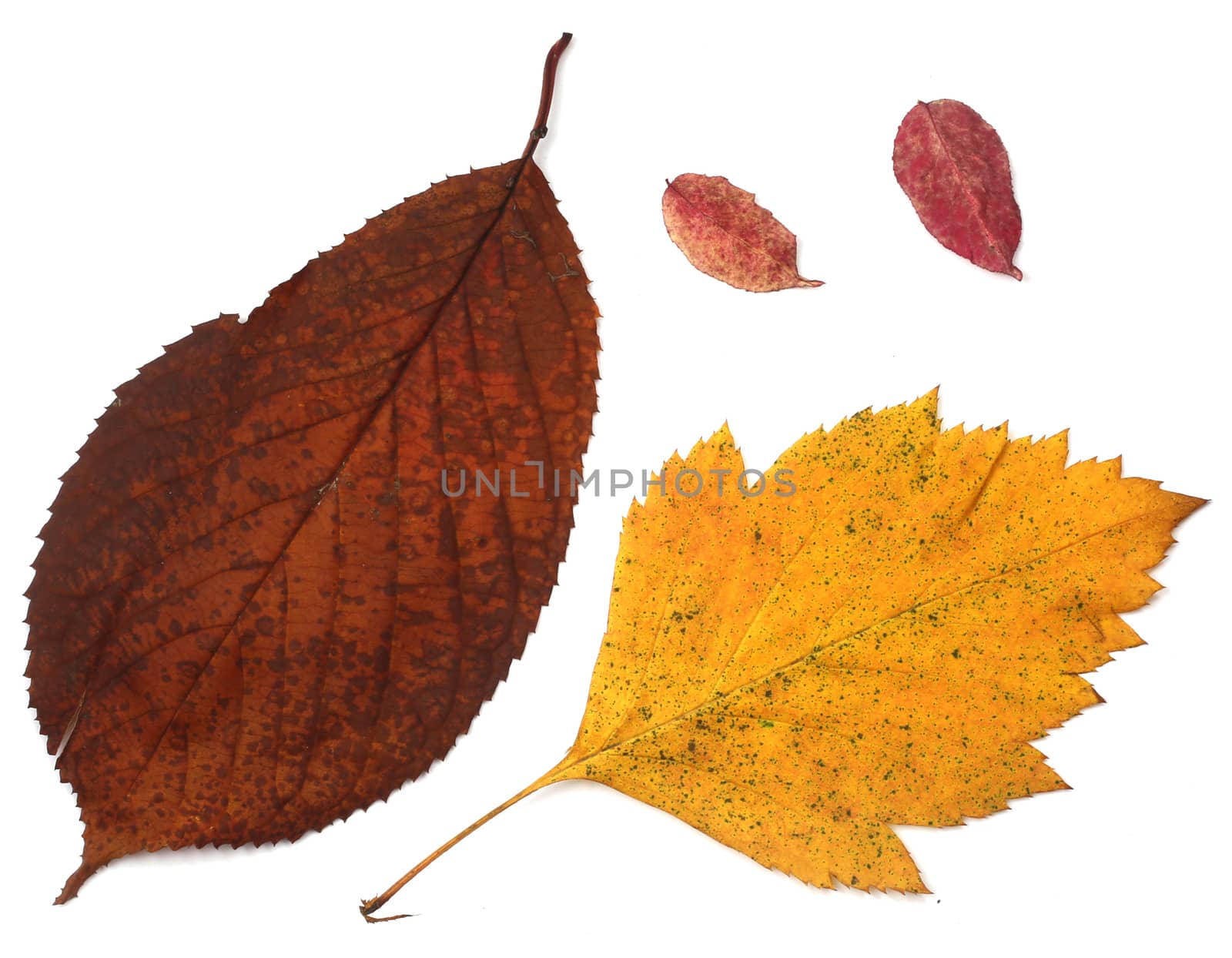 Collection set of beautiful autumn leaves isolated on white background