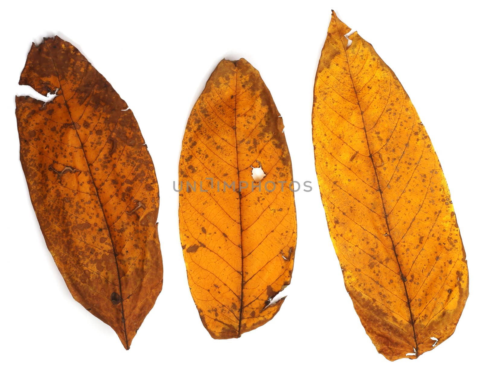 Collection set of beautiful autumn leaves isolated on white background