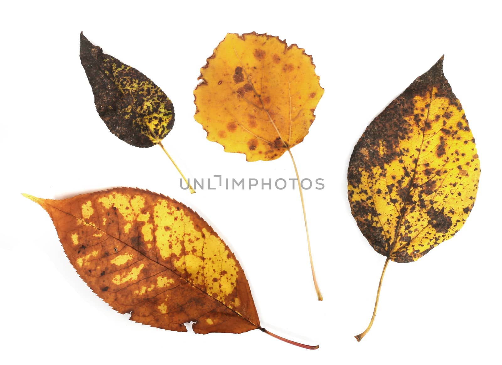 Collection set of beautiful autumn leaves isolated on white background