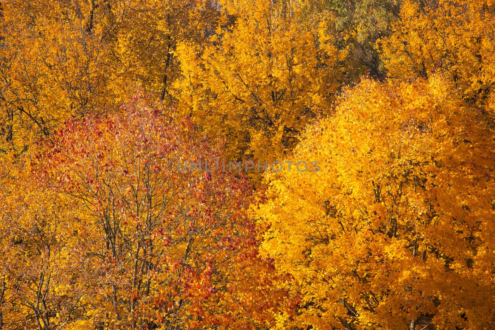 Beautiful nature background of orange autumn birch leaves