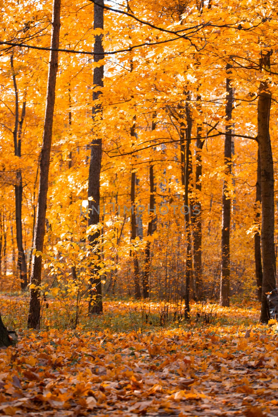 Beautiful nature background of orange autumn maple tree park