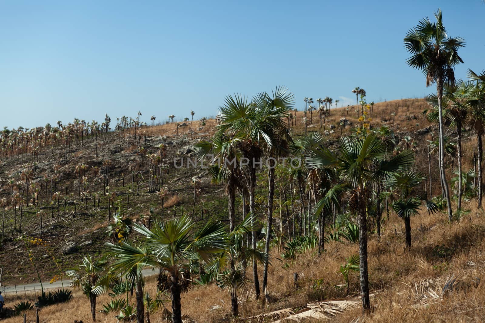 Palm tree forest near Manaca Iznaga devastated by drought, Trinidad, Cuba