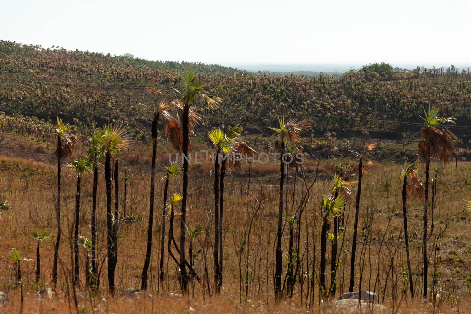 Palm tree forest near Manaca Iznaga devastated by drought, Trinidad, Cuba