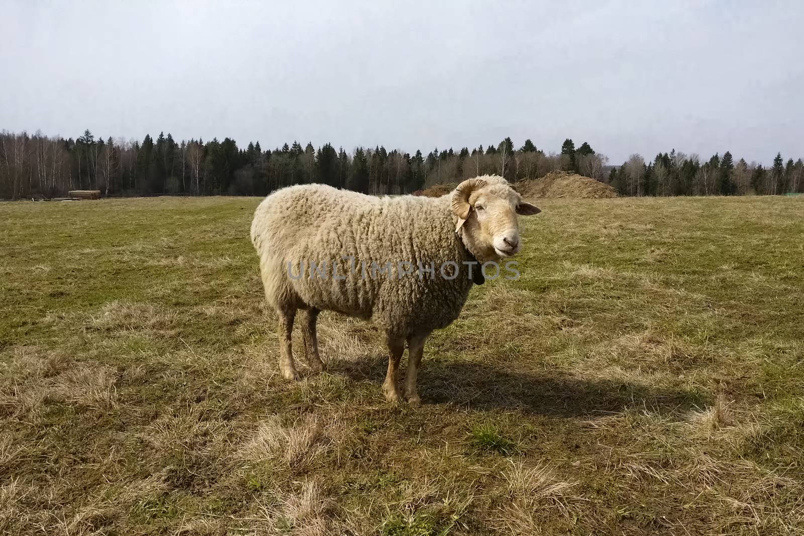 Sheep in paddock on the farm. Breeding sheep on the farm and feeding hay. by DePo