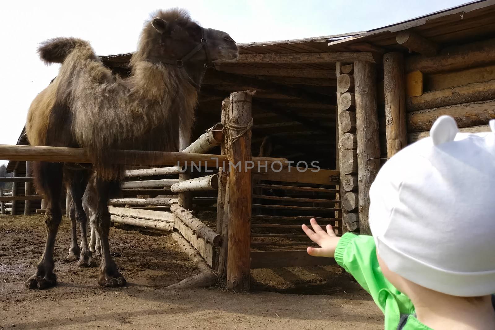 The child pulls his hand towards the camel. Camels in a paddock in an ethnopark. Hairy two-humped camels.