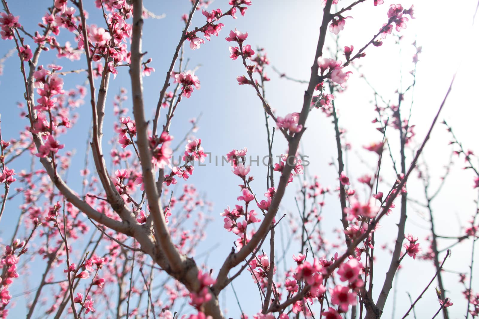 View of field with flowering peach trees at sunny spring day over blue sky. Close-up blossoming. Texture of pink flowers.
