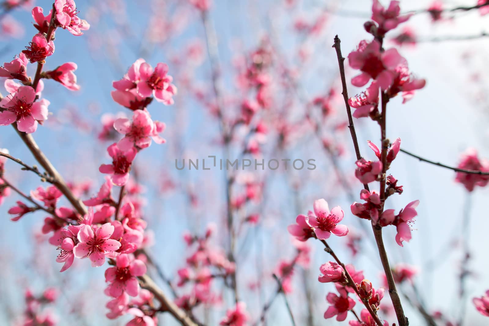 View of field with flowering peach trees at sunny spring day over blue sky. Close-up blossoming. Texture of pink flowers.