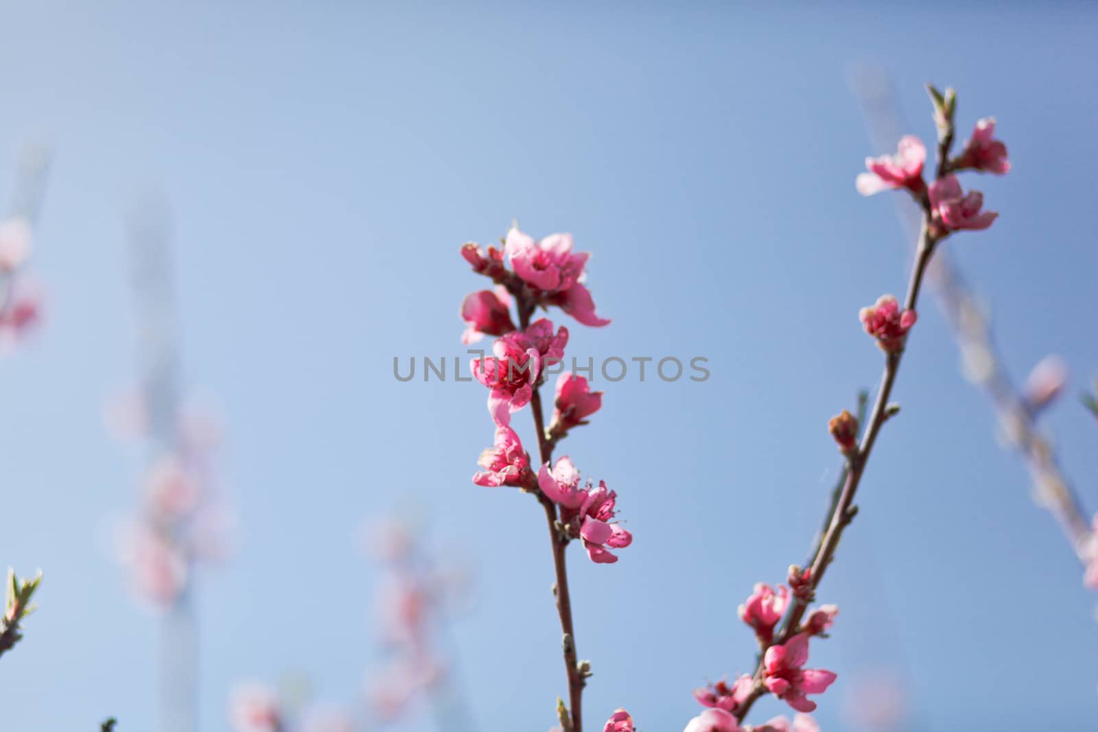 View of field with flowering peach trees at sunny spring day over blue sky. Close-up blossoming. Texture of pink flowers.