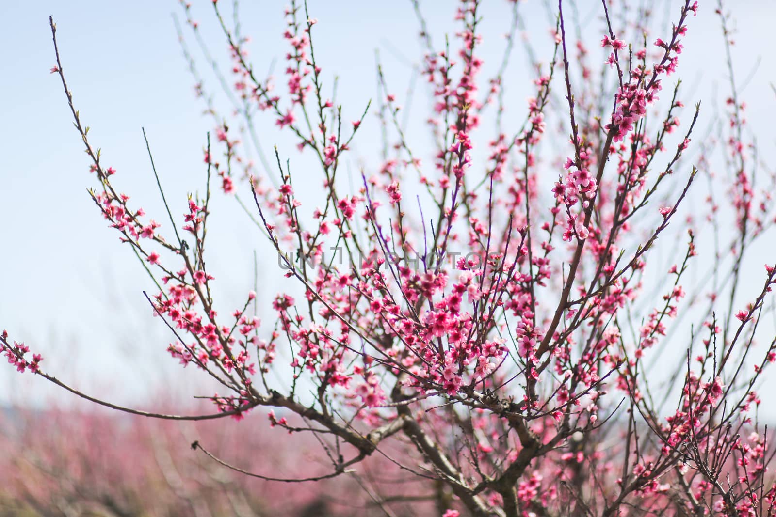View of field with flowering peach trees at sunny spring day over blue sky. Close-up blossoming. Texture of pink flowers.