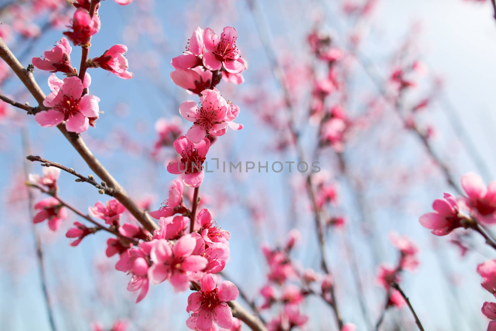 View of field with flowering peach trees at sunny spring day over blue sky. Close-up blossoming. Texture of pink flowers.