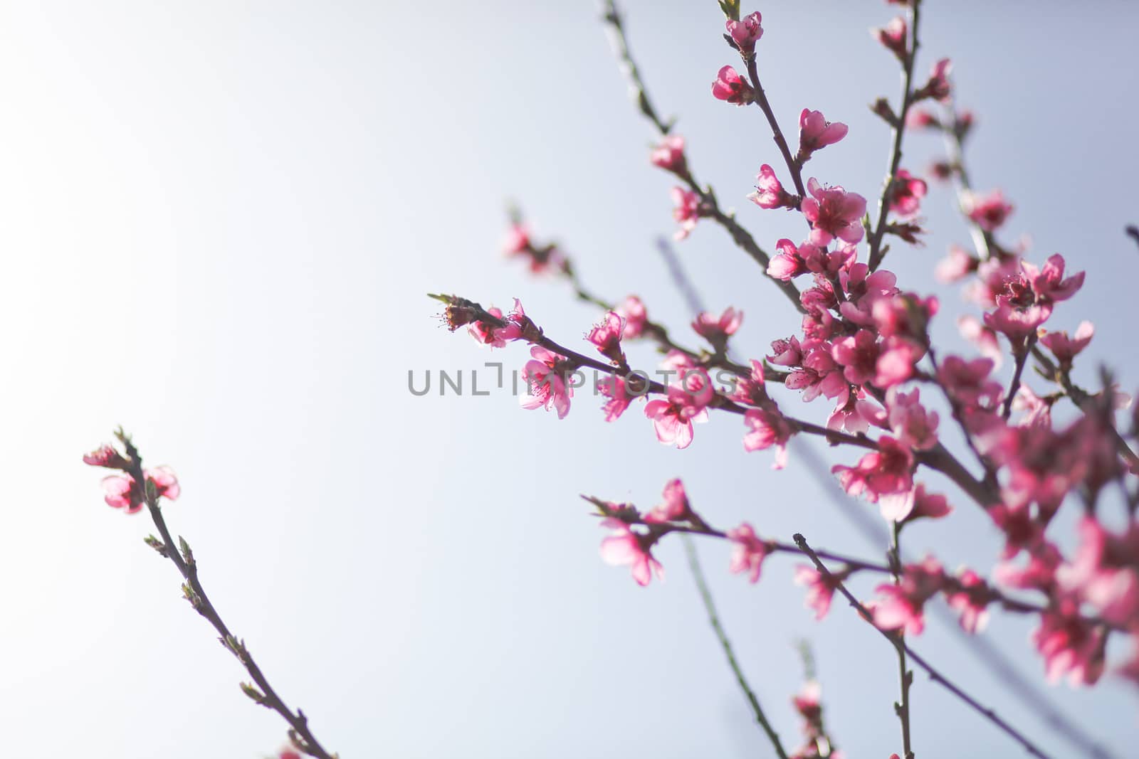 View of field with flowering peach trees at sunny spring day over blue sky. Close-up blossoming. Texture of pink flowers.