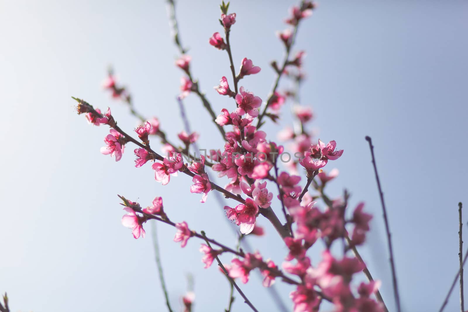 View of field with flowering peach trees at sunny spring day over blue sky. Close-up blossoming. Texture of pink flowers.