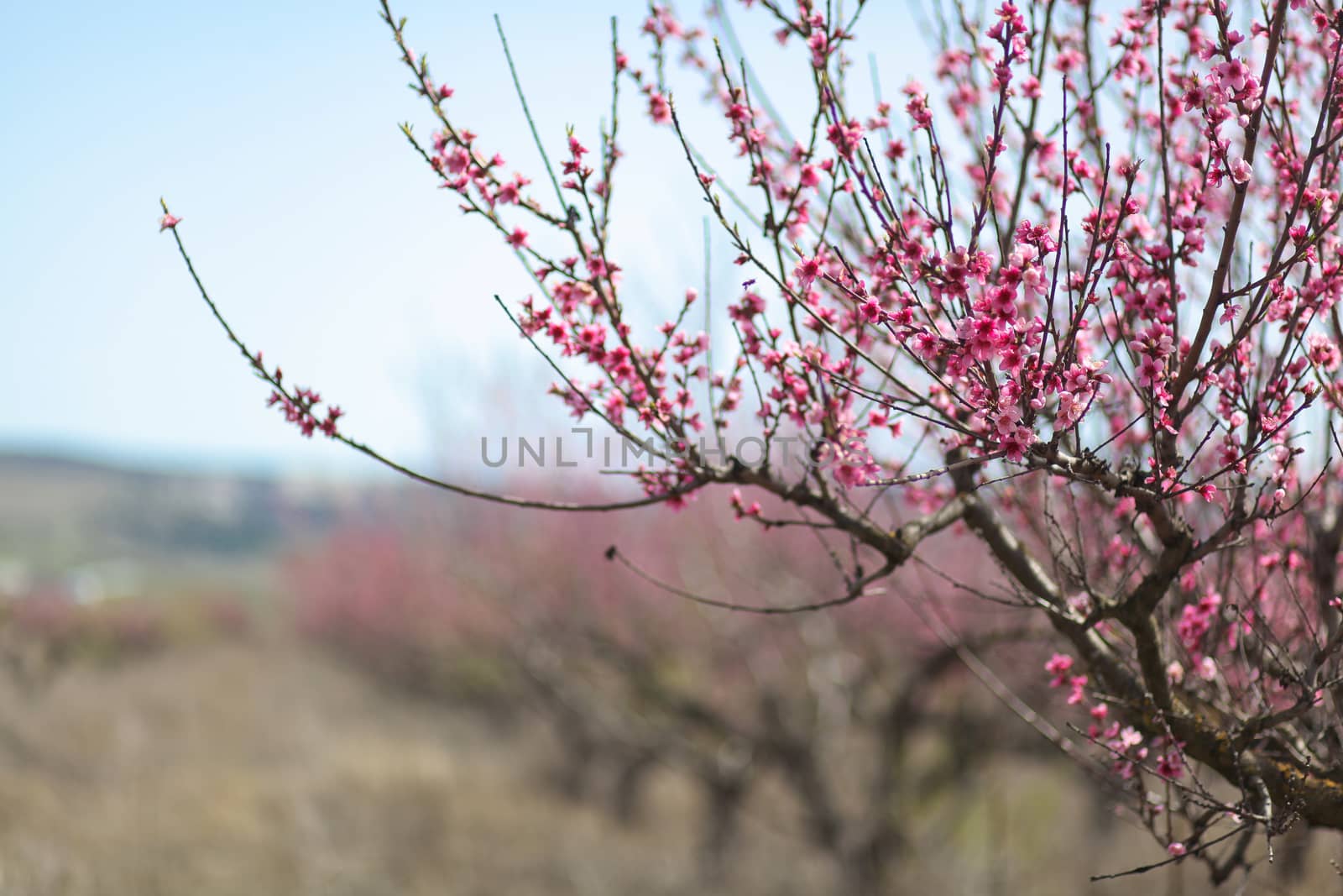 View of field with flowering peach trees at sunny spring day over blue sky. Close-up blossoming. Texture of pink flowers.