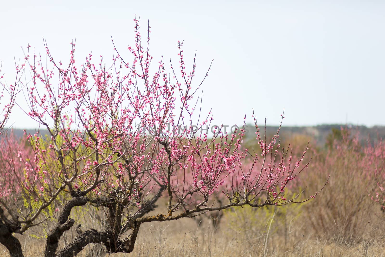 View of field with flowering peach trees at sunny spring day over blue sky. Close-up blossoming. Texture of pink flowers.